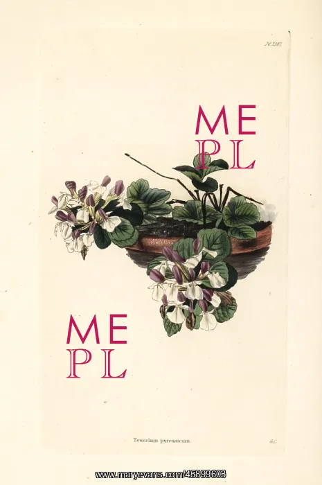 : Pyranean germander, Teucrium pyrenaicum : Pyranean germander, Teucrium pyrenaicum