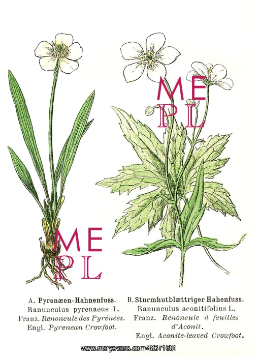 : Pyrenean crowfoot and Aconite-leaved crowfoot : Pyrenean crowfoot and Aconite-leaved crowfoot