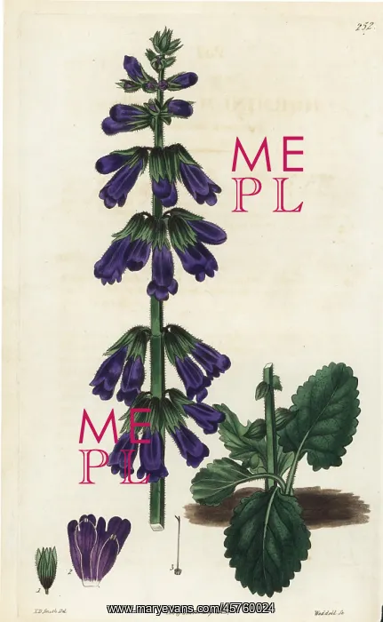 : Pyrenean deadnettle or dragonmouth, Horminum pyrenaicum : Pyrenean deadnettle or dragonmouth, Horminum pyrenaicum