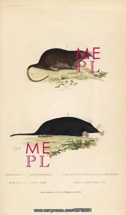 : Pyrenean desman (vulnerable) and star-nosed mole : Pyrenean desman (vulnerable) and star-nosed mole