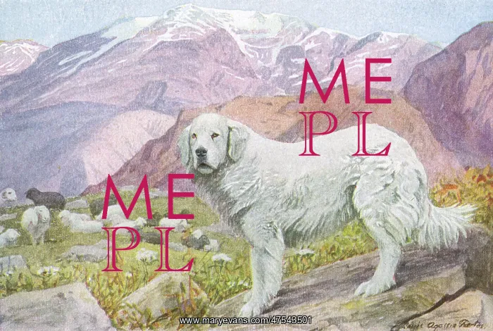 : Pyrenean Sheep Dog : Pyrenean Sheep Dog