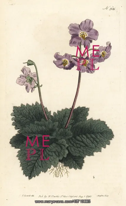 : Pyrenean violet, Ramonda myconi : Pyrenean violet, Ramonda myconi