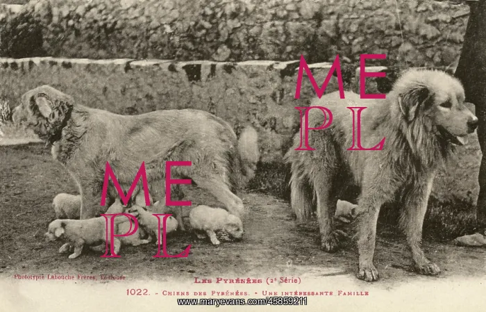  : Two Pyrenees Dogs: an interesting family