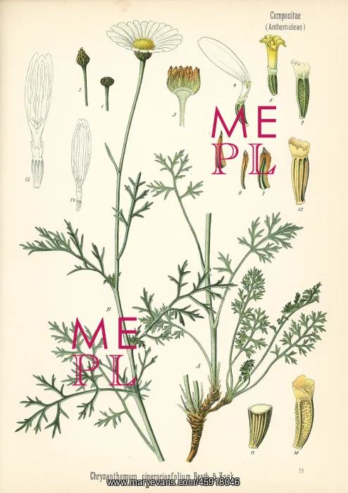 : Pyrethrum, Tanacetum cinerariifolium : Pyrethrum, Tanacetum cinerariifolium