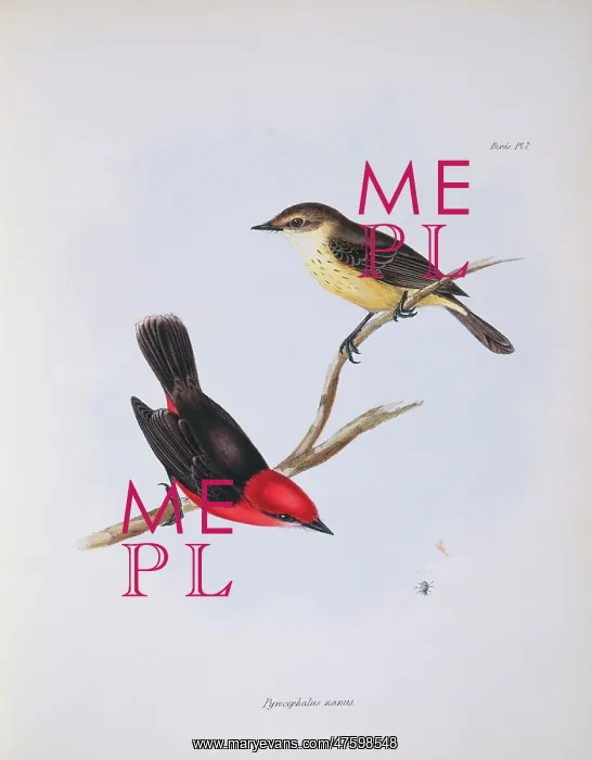  : Pyrocephalus rubinus nanus, vermilion flycatcher