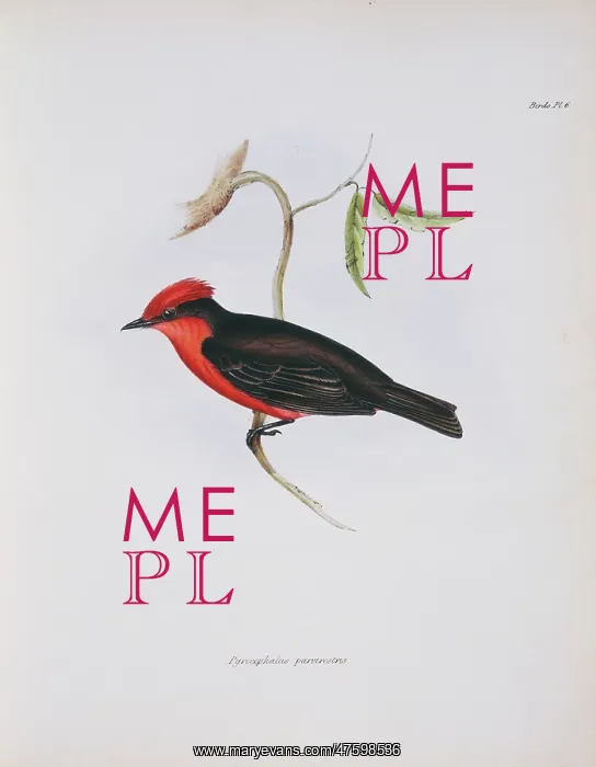 : Pyrocephalus rubinus, vermilion flycatcher : Pyrocephalus rubinus, vermilion flycatcher