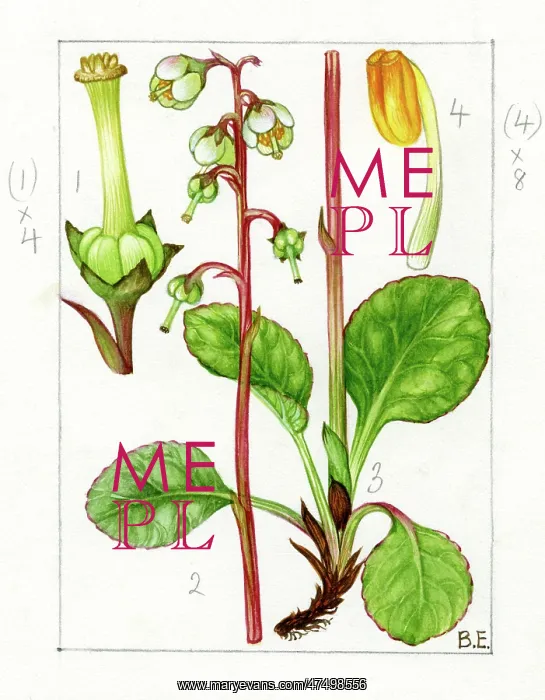 : Pyrola media - intermediate wintergreen : Pyrola media - intermediate wintergreen