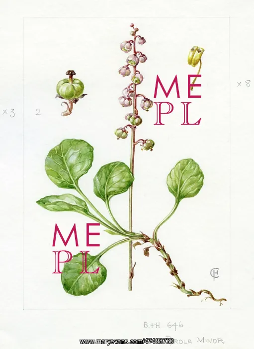 : Pyrola minor - common wintergreen : Pyrola minor - common wintergreen