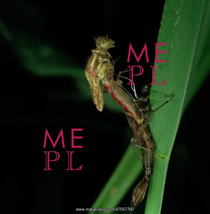 : Pyrrhosoma nymphula, large red damselfly : Pyrrhosoma nymphula, large red damselfly