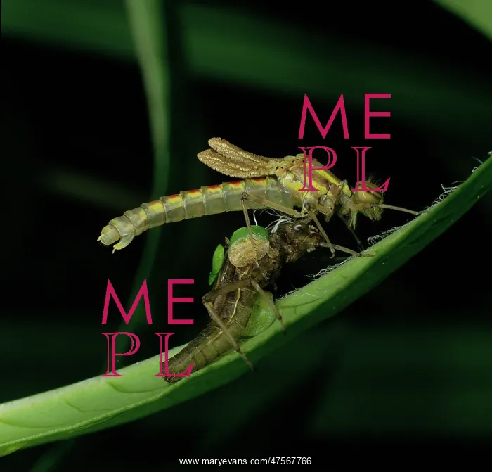 : Pyrrhosoma nymphula, large red damselfly : Pyrrhosoma nymphula, large red damselfly