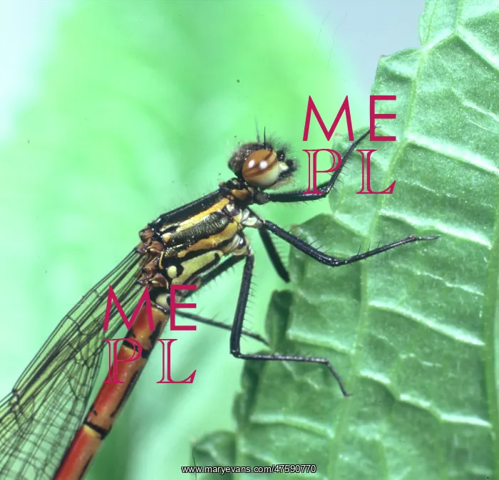 : Pyrrhosoma nymphula, large red damselfly : Pyrrhosoma nymphula, large red damselfly
