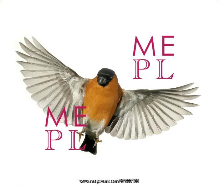  : Pyrrhula pyrrhula, bullfinch