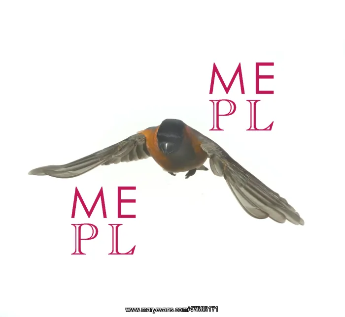 : Pyrrhula pyrrhula, bullfinch : Pyrrhula pyrrhula, bullfinch
