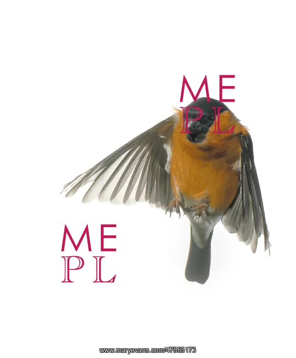 : Pyrrhula pyrrhula, bullfinch : Pyrrhula pyrrhula, bullfinch