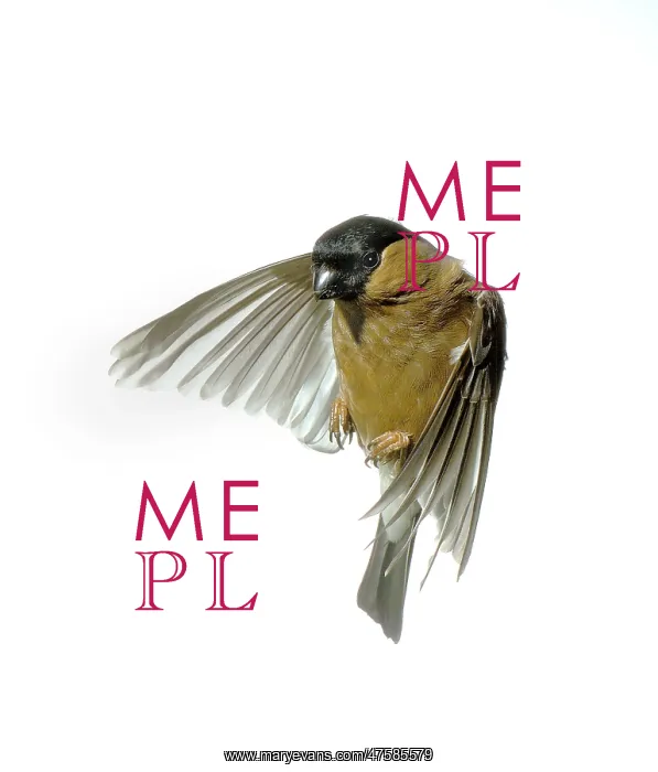 : Pyrrhula pyrrhula, bullfinch : Pyrrhula pyrrhula, bullfinch