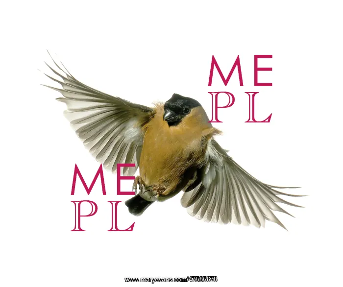 : Pyrrhula pyrrhula, bullfinch : Pyrrhula pyrrhula, bullfinch