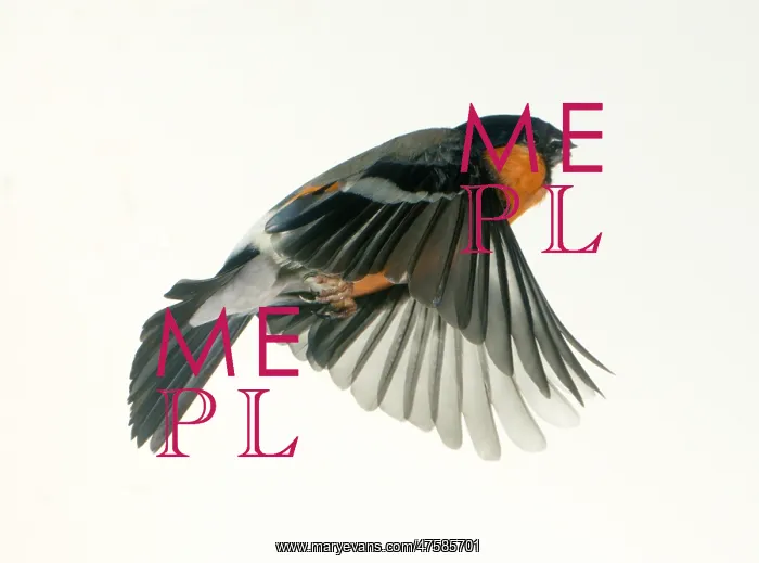: Pyrrhula pyrrhula, bullfinch : Pyrrhula pyrrhula, bullfinch