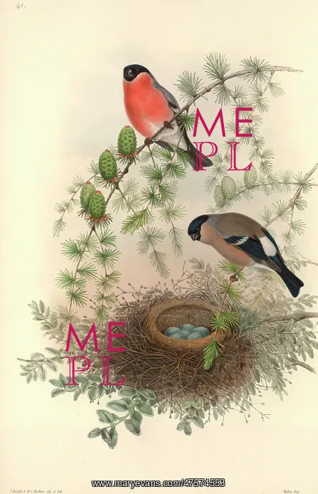 : Pyrrhula pyrrhula, Eurasian bullfinch : Pyrrhula pyrrhula, Eurasian bullfinch