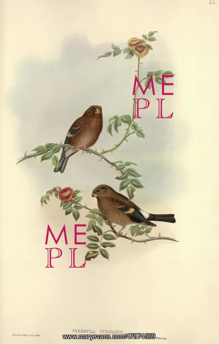 : Pyrrhula pyrrhula, Eurasian bullfinch : Pyrrhula pyrrhula, Eurasian bullfinch