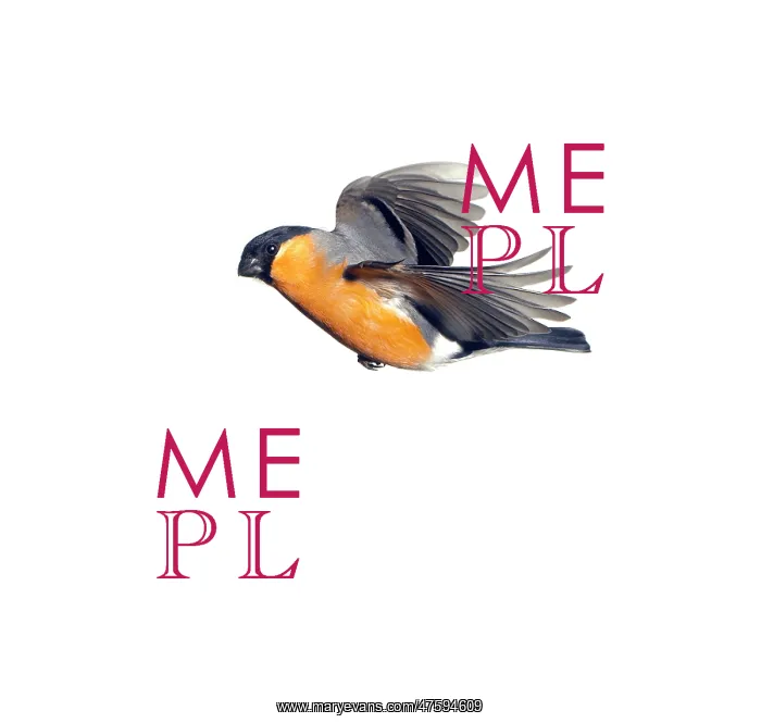 : Pyrrhula pyrrhula, Eurasian bullfinch : Pyrrhula pyrrhula, Eurasian bullfinch