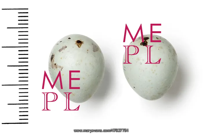 : Pyrrhula pyrrhula, eurasian bullfinch eggs : Pyrrhula pyrrhula, eurasian bullfinch eggs