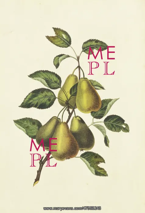 : Pyrus communis, conference pears : Pyrus communis, conference pears
