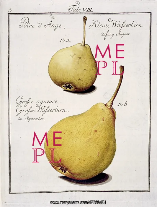 : Pyrus communis, pear : Pyrus communis, pear