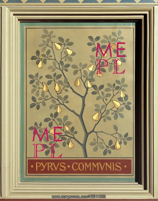 : Pyrus communis, pear : Pyrus communis, pear