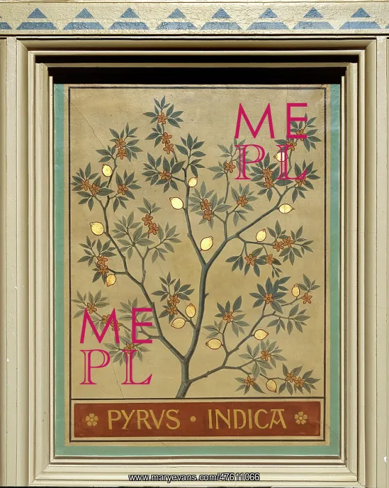 : Pyrus indica, Indian pear : Pyrus indica, Indian pear