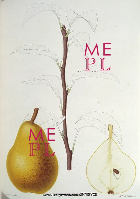 : Pyrus moire, pear : Pyrus moire, pear