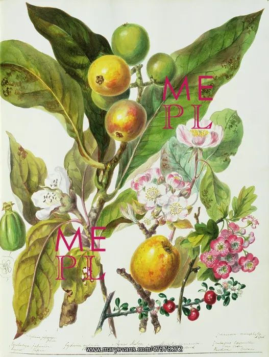 : Pyrus sp. apple : Pyrus sp. apple