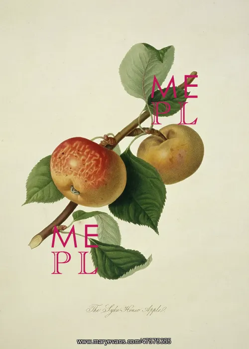 : Pyrus sp. apple (Sykehouse Apple) : Pyrus sp. apple (Sykehouse Apple)
