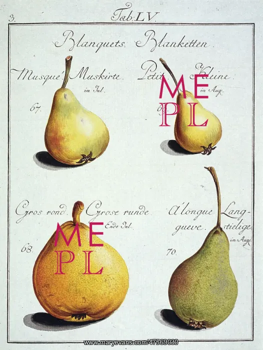 : Pyrus sp. pear : Pyrus sp. pear