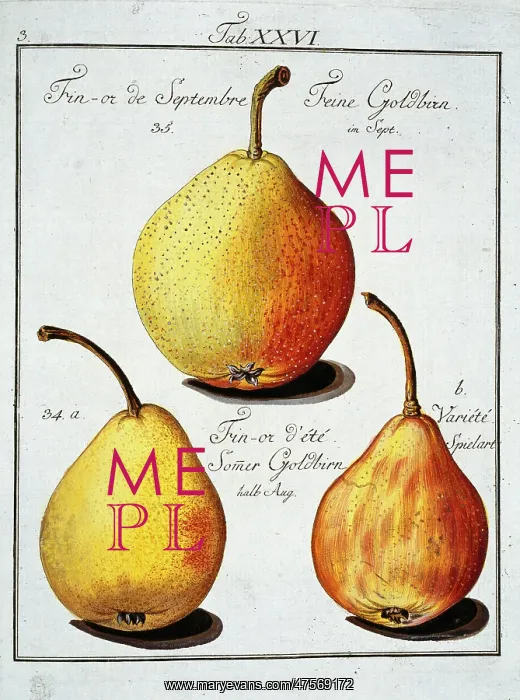 : Pyrus sp. pear : Pyrus sp. pear