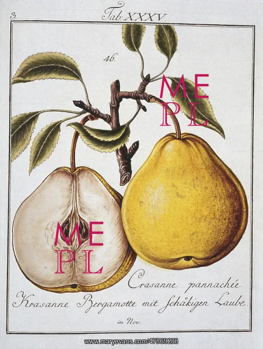 : Pyrus sp. pear : Pyrus sp. pear