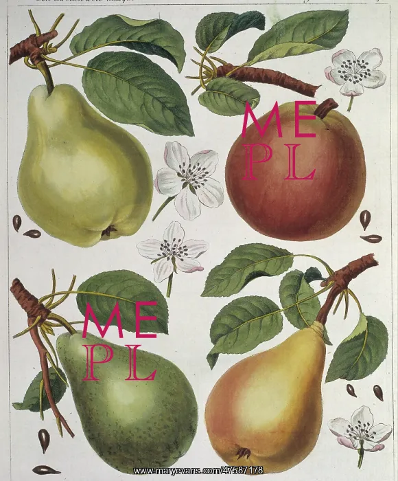 : Pyrus sp. pear : Pyrus sp. pear