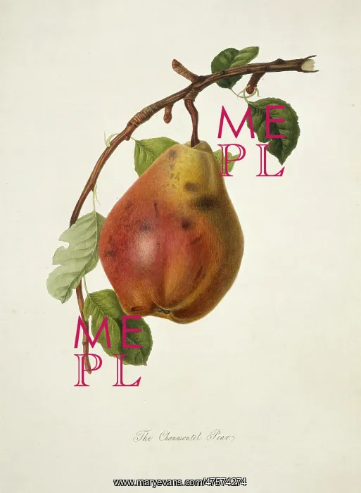 : Pyrus sp. pear (Chaumontel Pear) : Pyrus sp. pear (Chaumontel Pear)