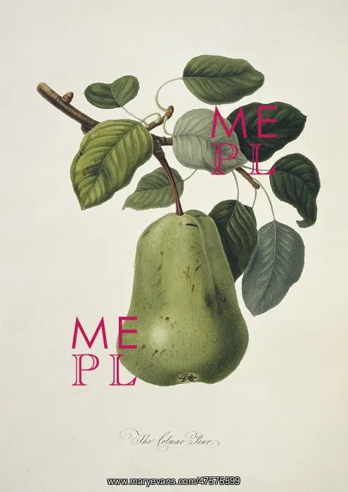 : Pyrus sp. pear (Colmart Pear) : Pyrus sp. pear (Colmart Pear)