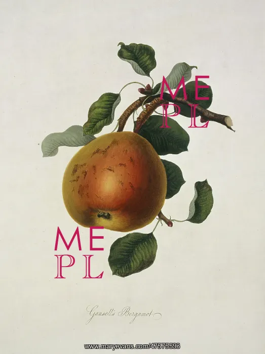 : Pyrus sp. pear (Gansel's Bergamot Pear) : Pyrus sp. pear (Gansel's Bergamot Pear)