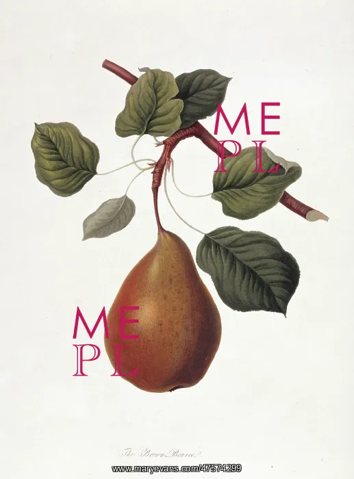 : Pyrus sp. pear (The Brown Beurre Pear) : Pyrus sp. pear (The Brown Beurre Pear)