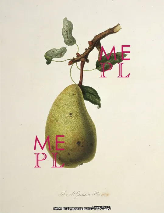 : Pyrus sp. pear (True St. Germain Pear) : Pyrus sp. pear (True St. Germain Pear)