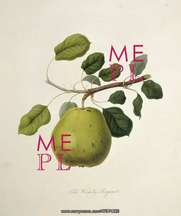 : Pyrus sp. pear (Wormsley Bergamot Pear) : Pyrus sp. pear (Wormsley Bergamot Pear)