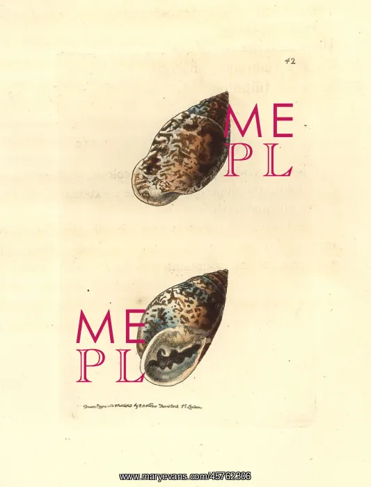 : Pythia scarabaeus snail : Pythia scarabaeus snail