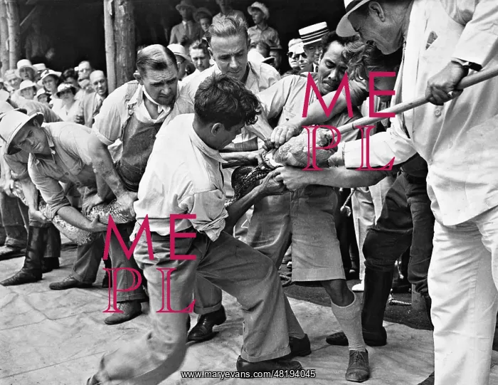 : A python is force-fed, 1934 : A python is force-fed, 1934