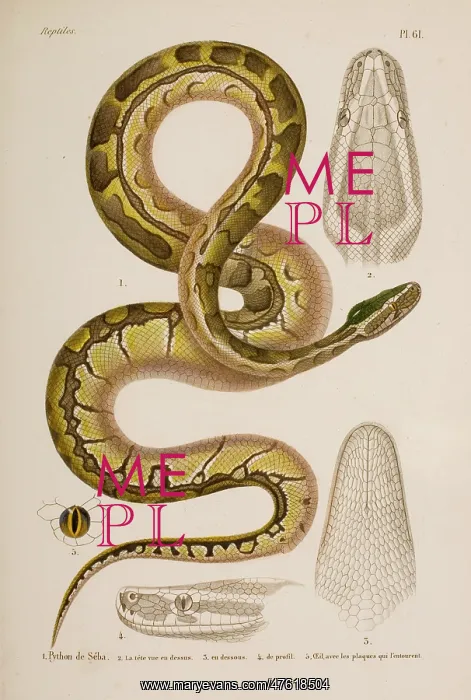 : Python sebae, African rock python : Python sebae, African rock python