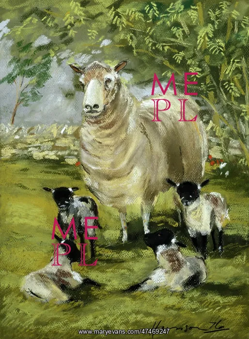  : The Quads ? sheep with four lambs