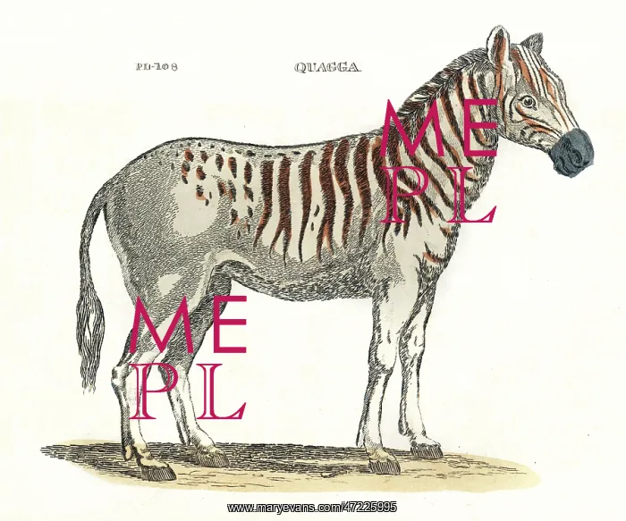 : Quagga, (Equus quagga quagga), an extinct subspecies of the plains zebra : Quagga, (Equus quagga quagga), an extinct subspecies of the plains zebra