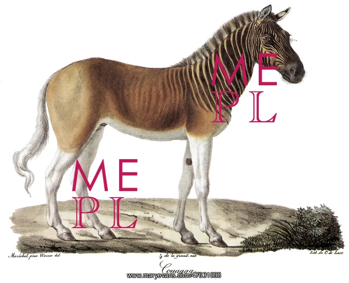 : Quagga. Bookplate lithograph of C. de Last, Histoire Naturelle des Manniferes : Quagga. Bookplate lithograph of C. de Last, Histoire Naturelle des Manniferes