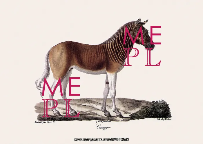: Quagga : Quagga