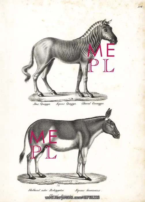 : Quagga (extinct) and onager (endangered) : Quagga (extinct) and onager (endangered)